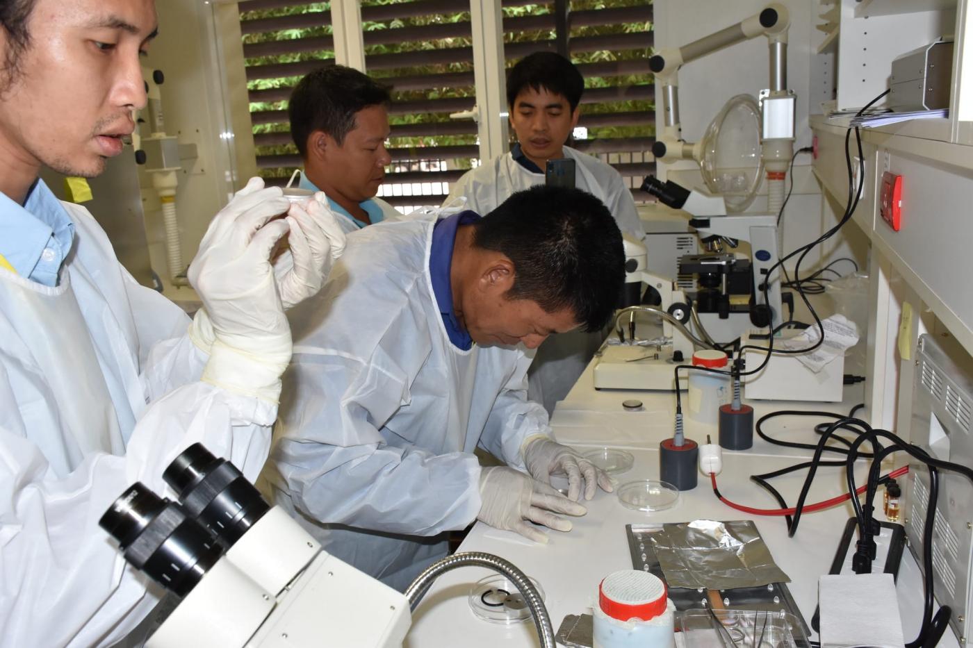 Cours - entomologie médicale - Institut Pasteur - Laos