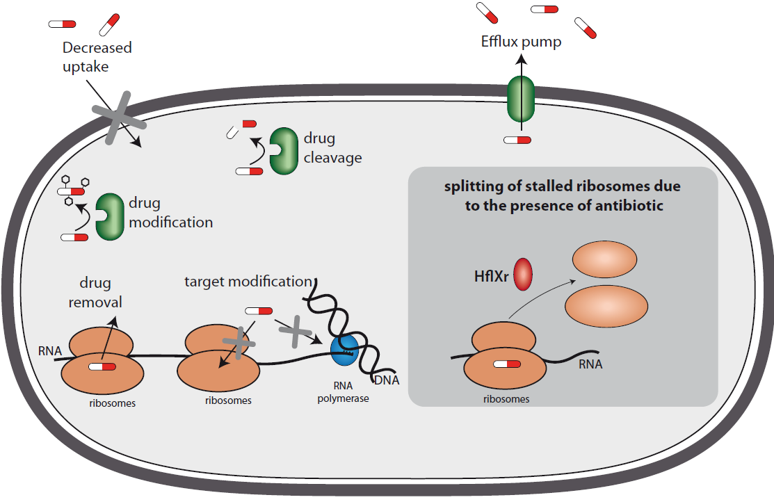 Listeria, Pascale Cossart Listeria, Pascale Cossart