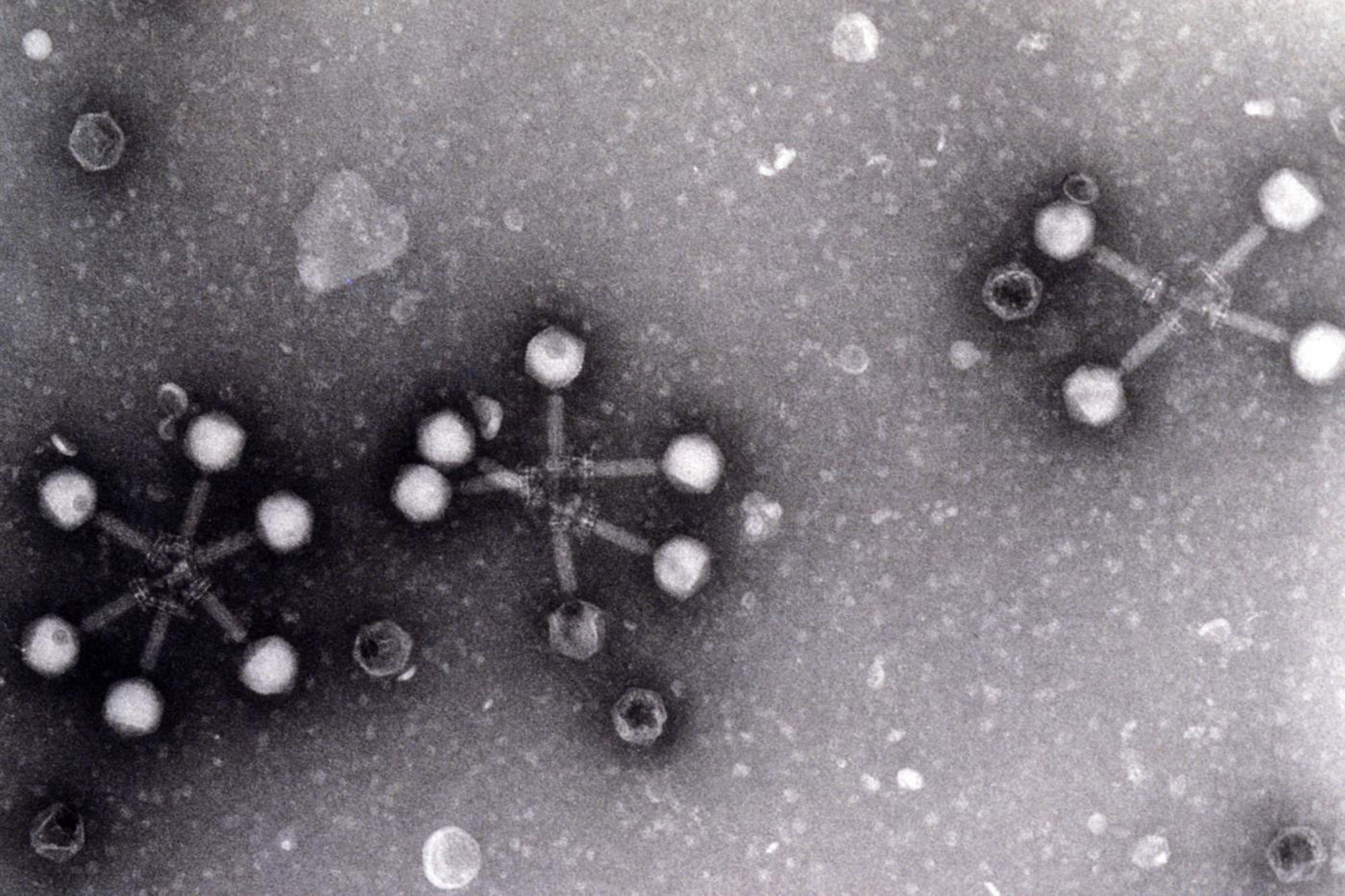 Bacteriophage Twort Staphylococcus aureus - Institut Pasteur Bacteriophage Twort Staphylococcus aureus - Institut Pasteur