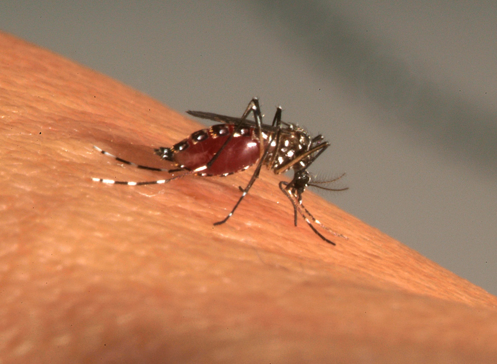 Repas de sang d'Aedes aegypti, moustique vecteur de la dengue, fièvre jaune, chikungunya et Zika. Repas de sang d'Aedes aegypti, moustique vecteur de la dengue, fièvre jaune, chikungunya et Zika.
