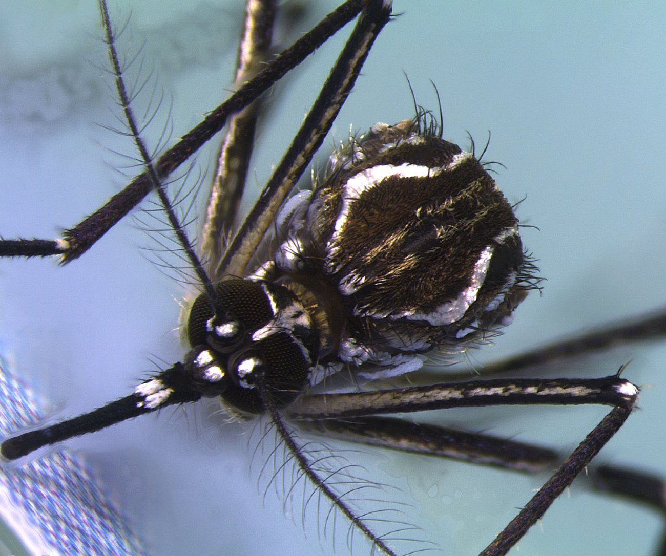 Définir Des Insectes Vecteurs. Les Insectes Fixés. Collection D