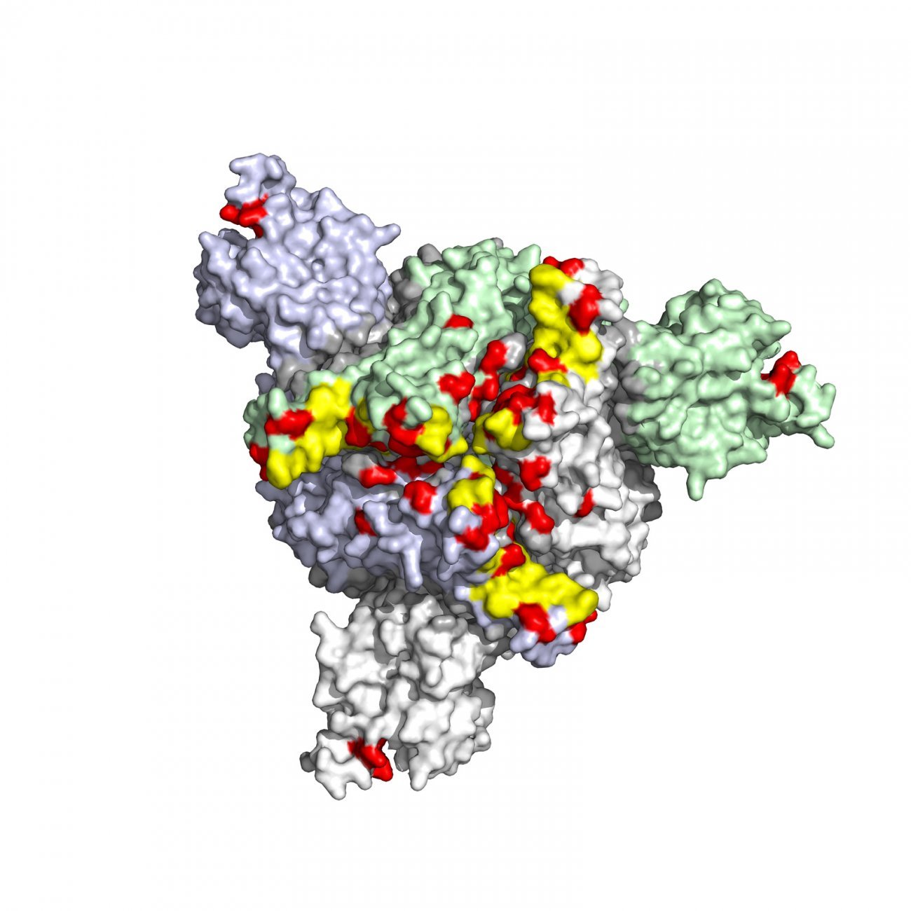 Visualisation en 3D des mutations de la Spike du variant Omicron Visualisation en 3D des mutations de la Spike du variant Omicron