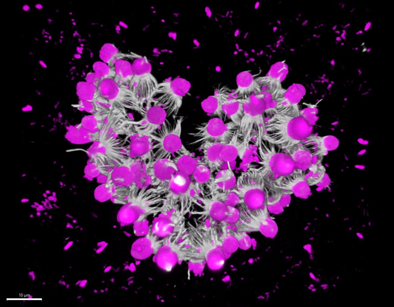 Reconstruction 3D montrant des colonies formées par agrégation chez le choanoflagellé Choanoeca flexa. Reconstruction 3D montrant des colonies formées par agrégation chez le choanoflagellé Choanoeca flexa.