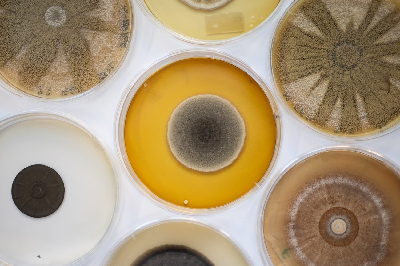Culture de différents champignons dans des boites de Petri