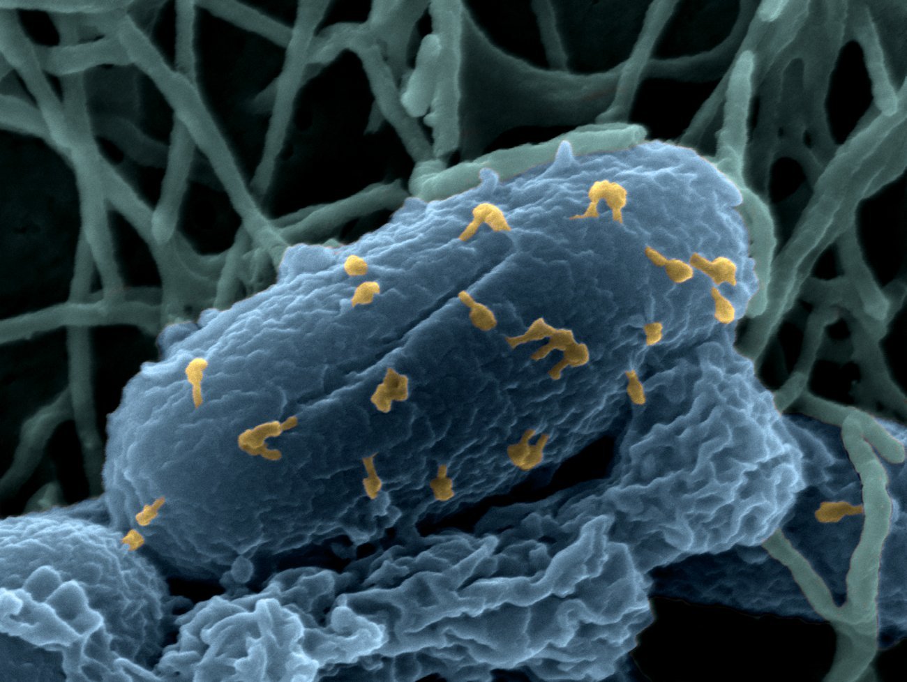 Bactériophages sur la bactérie Escherichia coli 