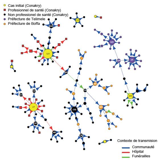 Arbres de transmission du virus Ebola. © Institut Pasteur