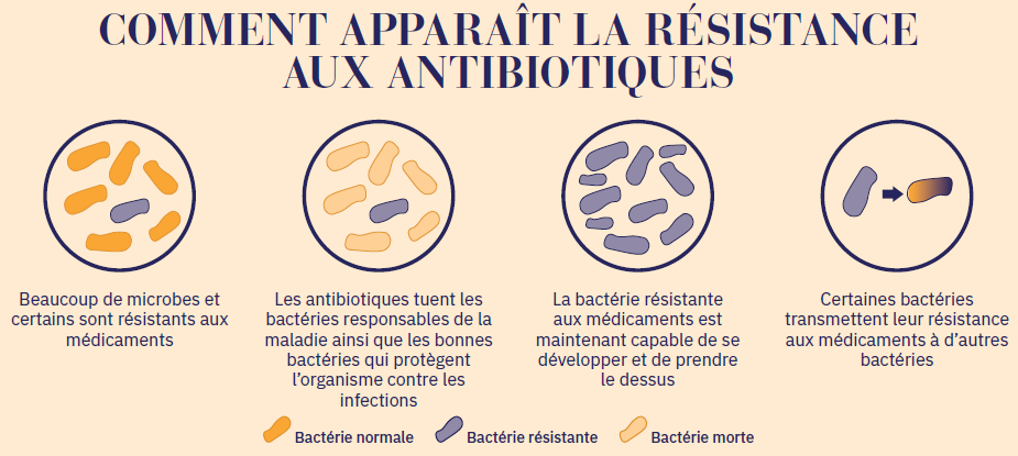 Comment apparaît la résistance aux antibiotiques