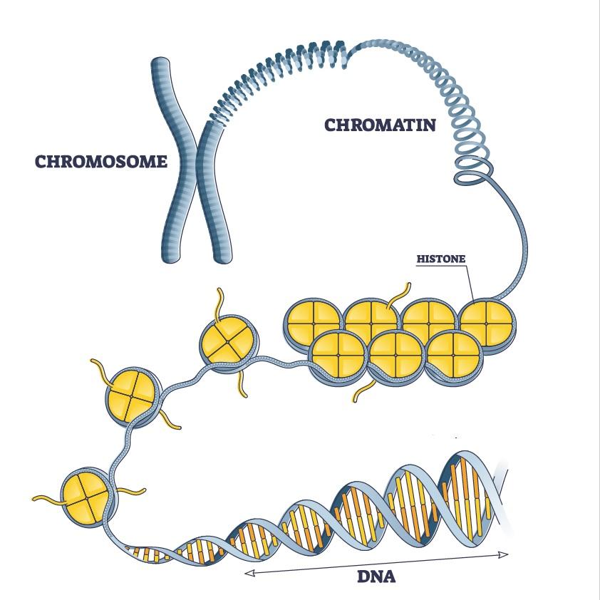 Eukaryotic Chromosome Structure Chromatin Chromatid Dna Condensation