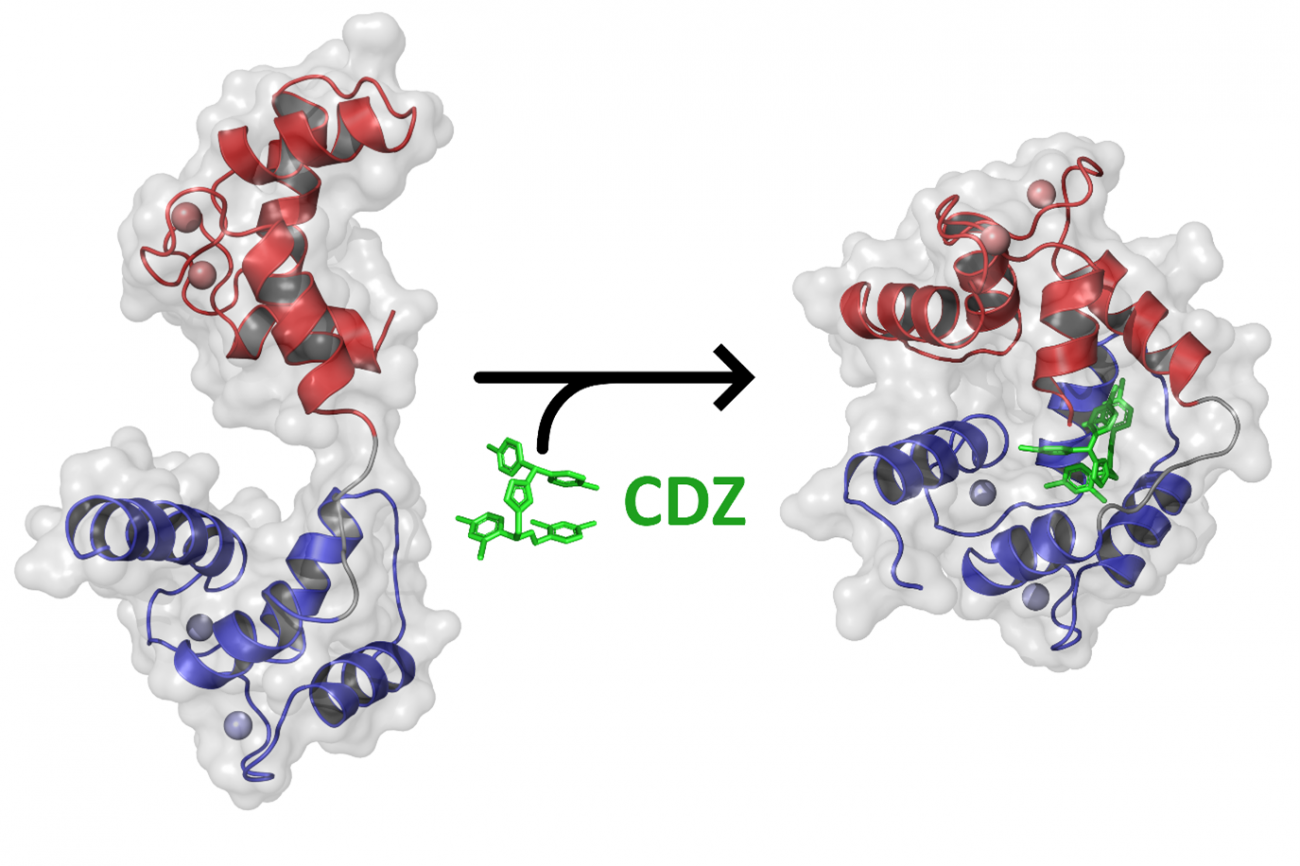 Calmoduline et calmidazolium - Institut Pasteur