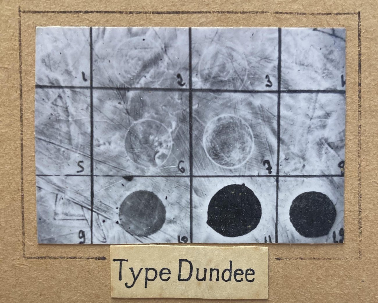 Détermination du lysotype Dundee pour une souche de Salmonella enterica sérotype Paratyphi B © François-Xavier Weill, Institut Pasteur