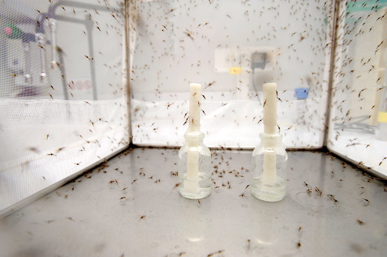  Elevage au CEPIA, Centre de Production et d'Infection des Anophèles © Institut Pasteur