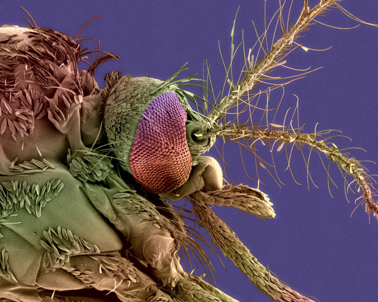 Tête de moustique femelle Aedes albopictus, vecteur du virus de la dengue et du chikungunya © Institut Pasteur/Christine Schmitt 