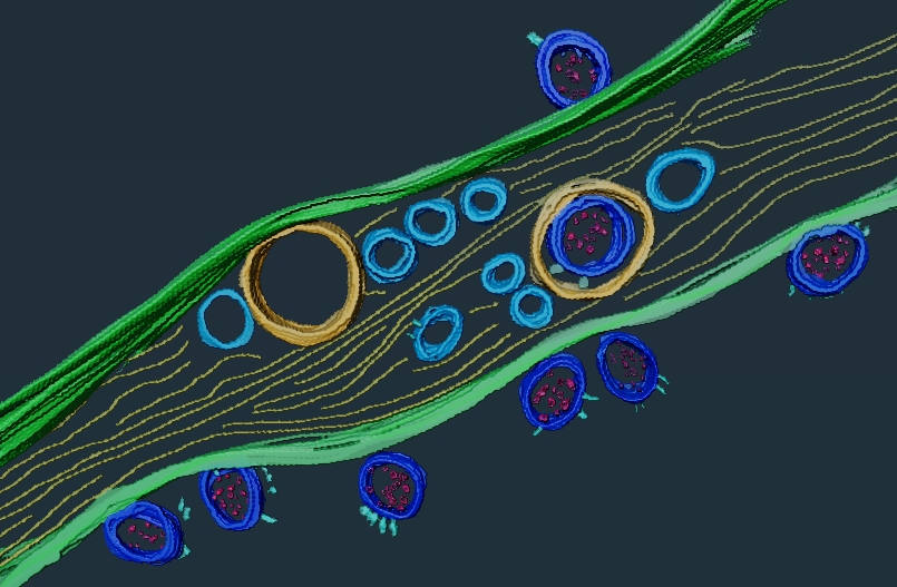 Le SARS-CoV-2 détourne les nanotubes reliant les neurones afin de les infecter Le SARS-CoV-2 détourne les nanotubes reliant les neurones afin de les infecter