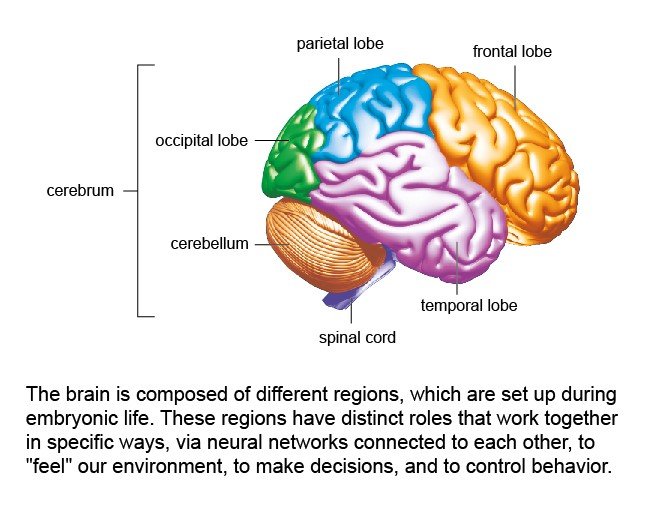 Cerveau - Institut Pasteur