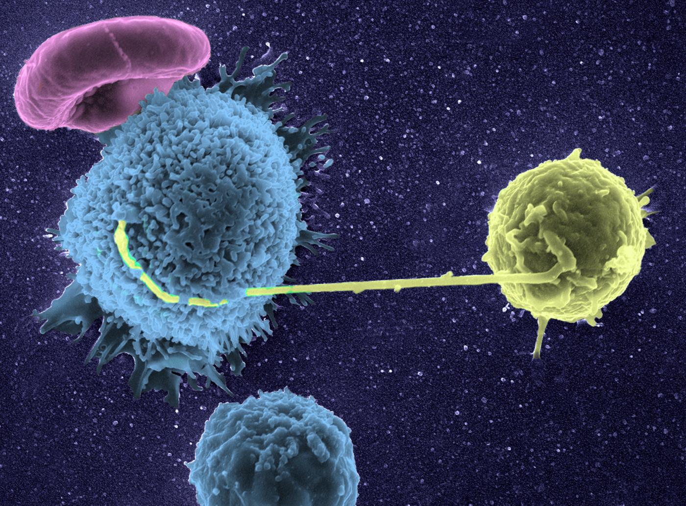 lymphocyte - VIH - Institut Pasteur