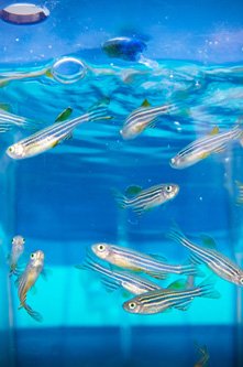 Poisson de laboratoire, zebra fish