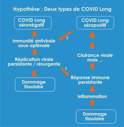 Hypothèse des deux types majeurs de Covid long